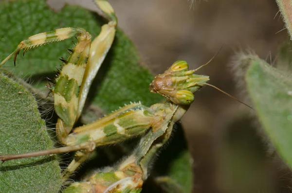 植物の間に隠された悪魔の花のマンティスブレファロスピスメディカ. — ストック写真