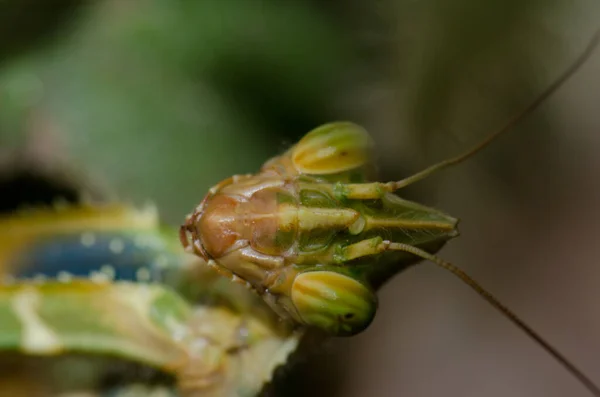 Portrait of a devils flower mantis Blepharopsis mendica. — Stock Photo, Image