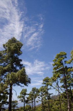 Kanarya Adası Ormanı Pinus kanaryası.