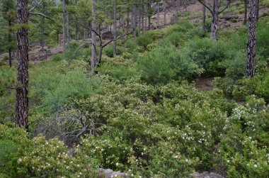 Kanarya adası çamı ormanında Montpellier kirişi çalıları.