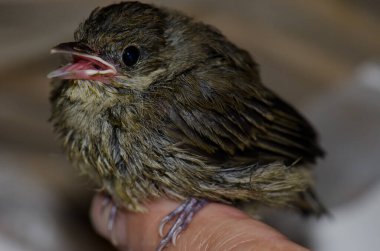 Piliç şapkası Sylvia atricapilla bir ayak parmağıyla sesleniyor.
