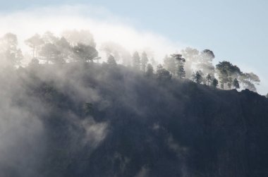 Kanarya Adası Ormanı sislerdeki ışığa karşı.