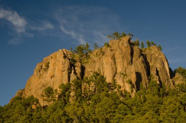 Morro de Pajonales ve Kanarya Adası Çamı Ormanı.