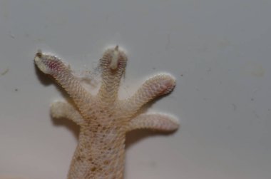 Bir Boettgers duvar kertenkelesinin ön ayağı.