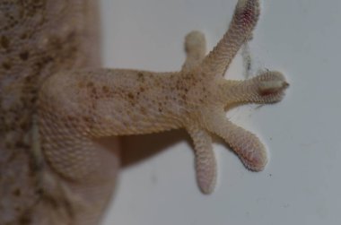 Bir Boettgers duvar kertenkelesinin ön ayağı.