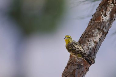 Bir ağaç gövdesinde Atlantik kanaryası Serinus canarius.