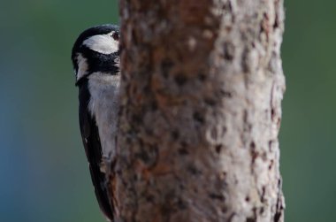 Dişi benekli ağaçkakan Dendrocopos Büyük Thanneri.