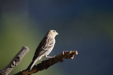 Bir dalda Atlantik kanaryası Serinus canarius.