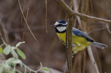 African blue tit Cyanistes teneriffae hedwigii on a branch.