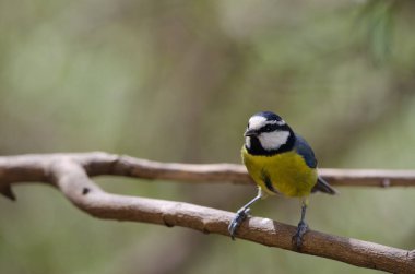 African blue tit Cyanistes teneriffae hedwigii on a branch.
