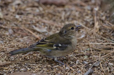 Fringilla coelebs canariensis in the ground.