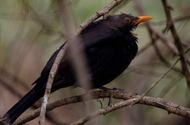 Erkek karatavuk Turdus merula cabrerae bir dalda.