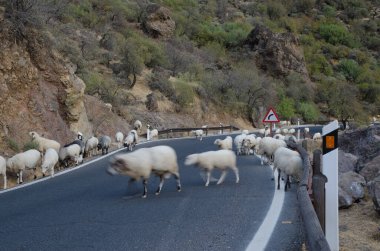 Koyun sürüsü Yolda Ovis armaları.
