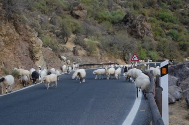 Koyun sürüsü Yolda Ovis armaları.