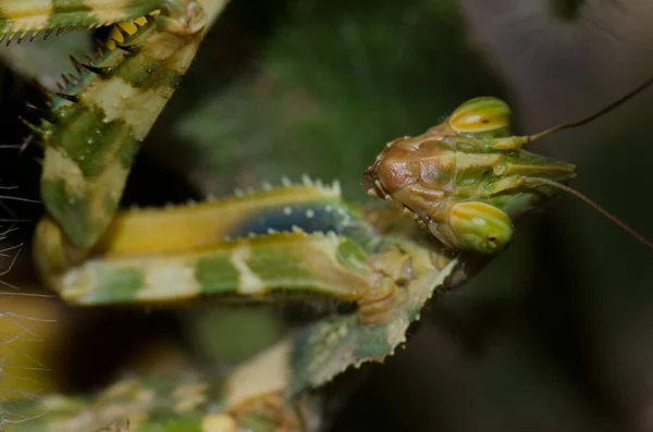 Retrato de um diabo flor mantis Blepharopsis mendica. — Fotografia de Stock