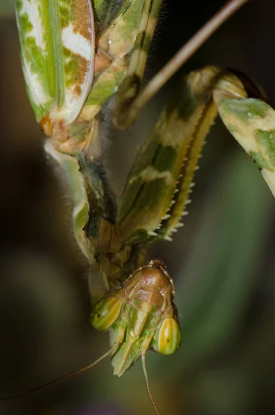 Ördögök portréja virág mantis Blepharopsis mendica. — Stock Fotó