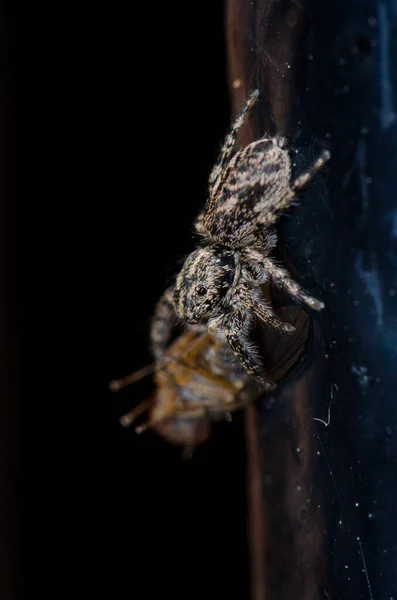 Aranha saltitante com uma presa em uma barra de ferro. — Fotografia de Stock