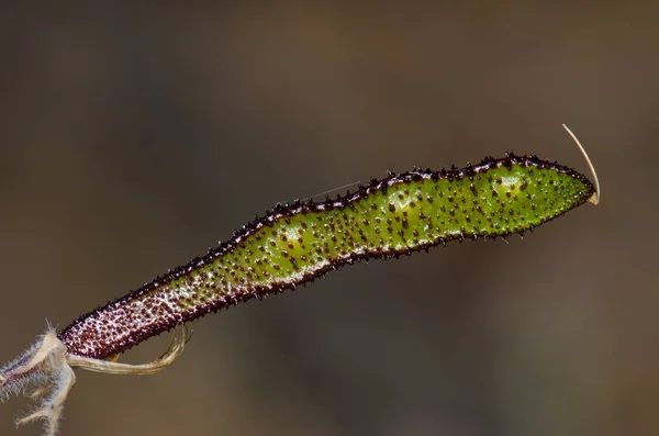 Kanári-szigeteki lepényhal hüvelye Adenocarpus foliolosus. — Stock Fotó