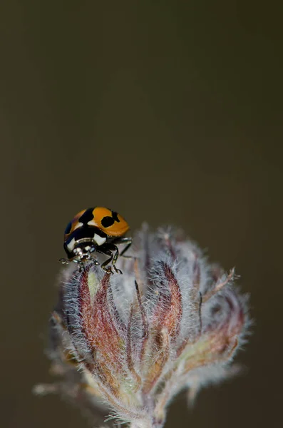 Ladybird Coccinella miranda på en lukket blomst. - Stock-foto