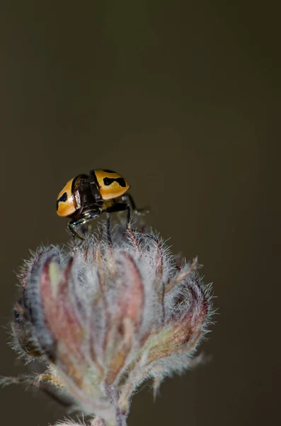 Ladybird Coccinella miranda em uma flor fechada. — Fotografia de Stock