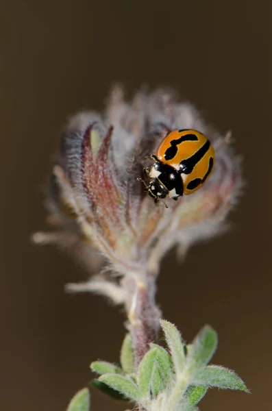 Ladybird Coccinella miranda em uma flor fechada. — Fotografia de Stock