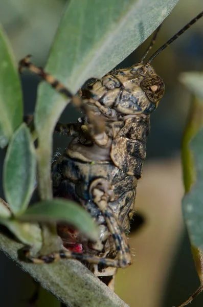 Weibliche Heuschrecke Arminda sp auf einer Pflanze. — Stockfoto
