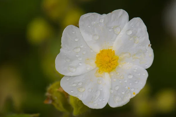 Flor de Montpellier cistus Cistus monspeliensis cubierta con gotas de rocío. — Foto de Stock