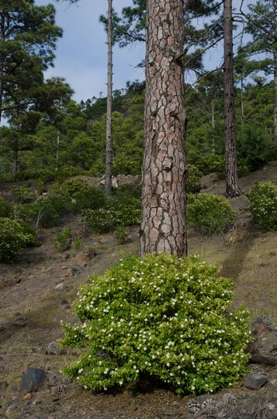 Arbusto de cistus de Montpellier y pino canario. —  Fotos de Stock