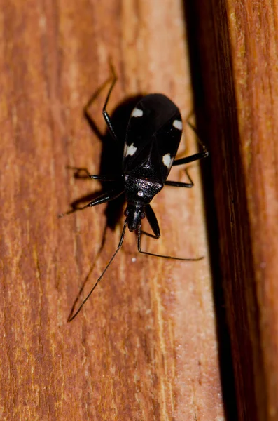 Vrai bug Noualhieria quadripunctata sur une fenêtre. — Photo