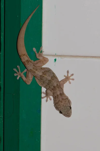 Boettgers zeď gecko Tarentola boettgeri na zdi. — Stock fotografie