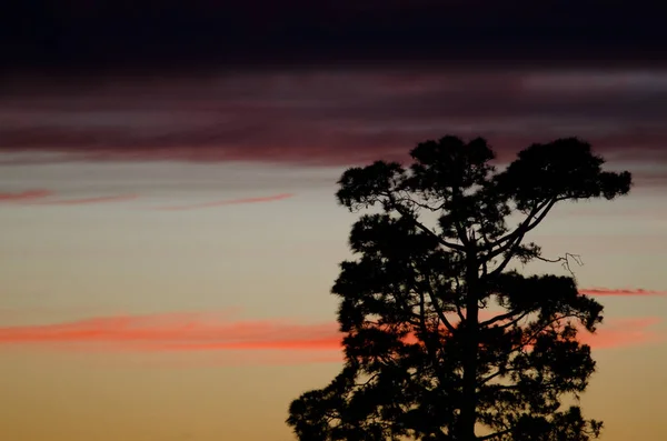 カナリア島は日没時にピノス・カナリエンシスを松. — ストック写真
