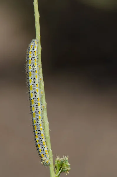 Caterpillar de las Islas Canarias gran Pieris cheiranthi blanco. —  Fotos de Stock