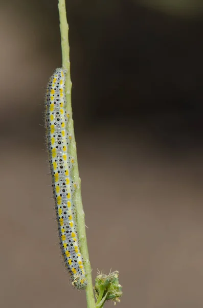 Housenka Kanárských ostrovů velké bílé Pieris cheiranthi. — Stock fotografie