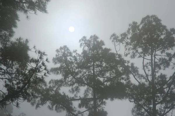 안개를 뚫고 카나리아 제도 소나무 숲을 가로지르는 태양. — 스톡 사진