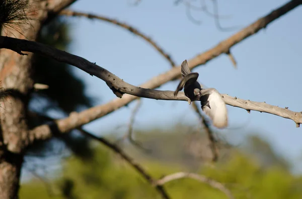 Летючий голуб Columba livia canariensis. — стокове фото