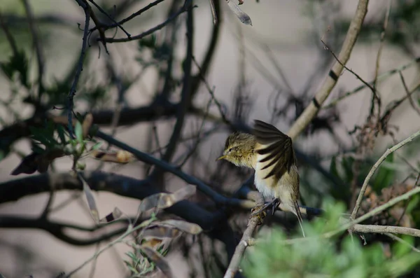 Kanariska gräslök Phylloscopus canariensis vinge flaxande. — Stockfoto