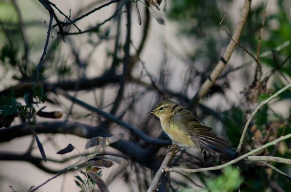 Kanarya Adaları şifafı Phylloscopus kanaryaları kanatlarını uzatıyor. — Stok fotoğraf