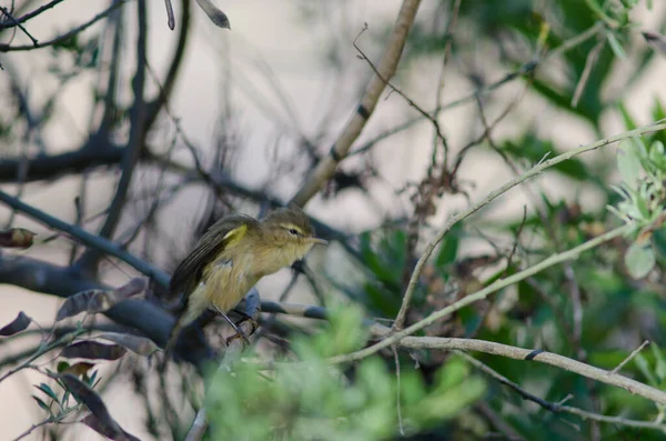 Isole Canarie chiffchaff Phylloscopus canariensis stretching. — Foto Stock