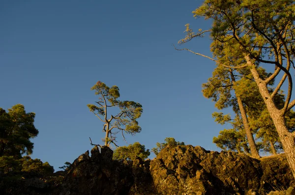 Tallar på Kanarieöarna Pinus canariensis i Alsandarafjället. — Stockfoto