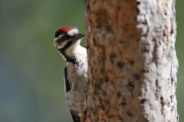 Jeune grand pic tacheté Dendrocopos major thanneri. — Photo