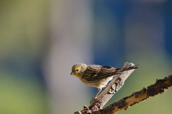 Atlantic canary Serinus canarius on a branch. — Stok Foto