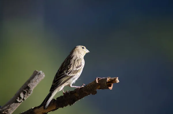 Atlantkanariefågel Serinus canarius på en gren. — Stockfoto