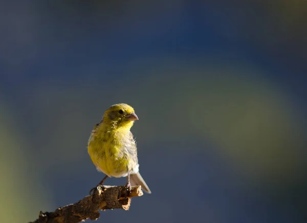 Atlantic canary Serinus canarius on a branch. — Stok Foto