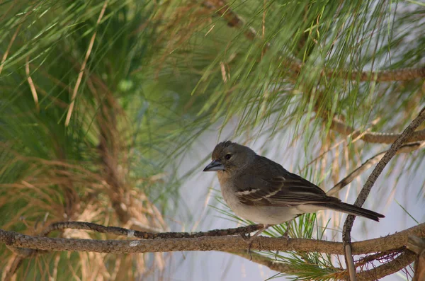 Gran Canaria blauwe chaffinch op een tak. — Stockfoto