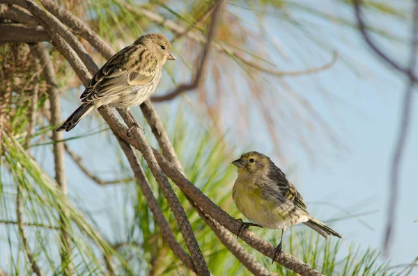 Canaries de l'Atlantique Serinus canarius sur une branche. — Photo