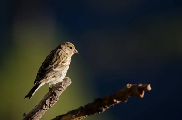 Kanarienvogel Serinus canarius auf einem Zweig. — Stockfoto