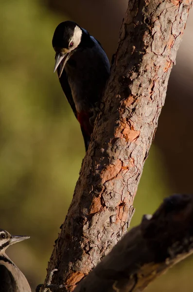 Grandes pica-paus manchados Dendrocopos major thanneri em uma árvore. — Fotografia de Stock