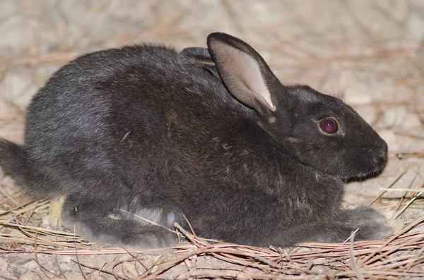 Inaguaの統合された自然保護区でのメロニズムヨーロッパのウサギ. — ストック写真