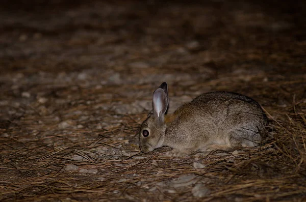 Европейский кролик Oryctolagus cuniculus в интегральном природном заповеднике Инагуа. — стоковое фото