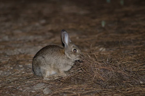 Europäisches Kaninchen Oryctolagus cuniculus im Naturreservat von Inagua. — Stockfoto